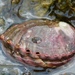 Pinto Abalone - Photo (c) slgolden, all rights reserved
