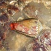 麻點芋螺 - Photo 由 Pradip Patade 所上傳的 (c) Pradip Patade，保留所有權利