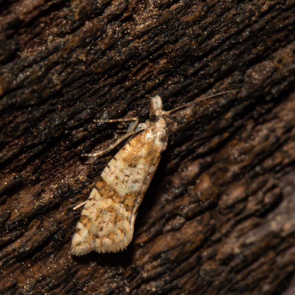 Silver-bordered Aethes from Patuxent Research Refuge, Anne Arundel ...