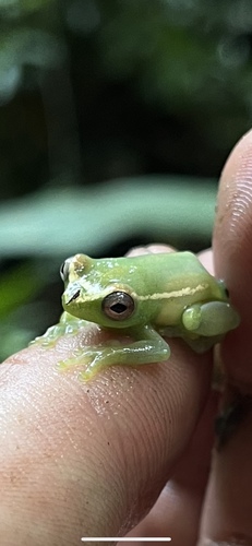Golden-eyed Reed Frog