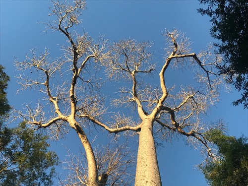 Grey baobab