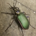 Calosoma - Photo (c) Lily F., כל הזכויות שמורות, uploaded by Lily F.