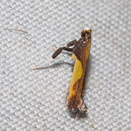 Blueberry Leafminer