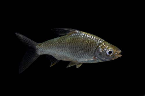 Barbonymus gonionotus (Bleeker, 1849)