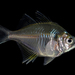 Siamese Glassfish - Photo (c) Andaman Kaosung, all rights reserved, uploaded by Andaman Kaosung
