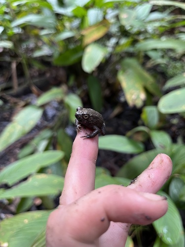 French Congo Toad
