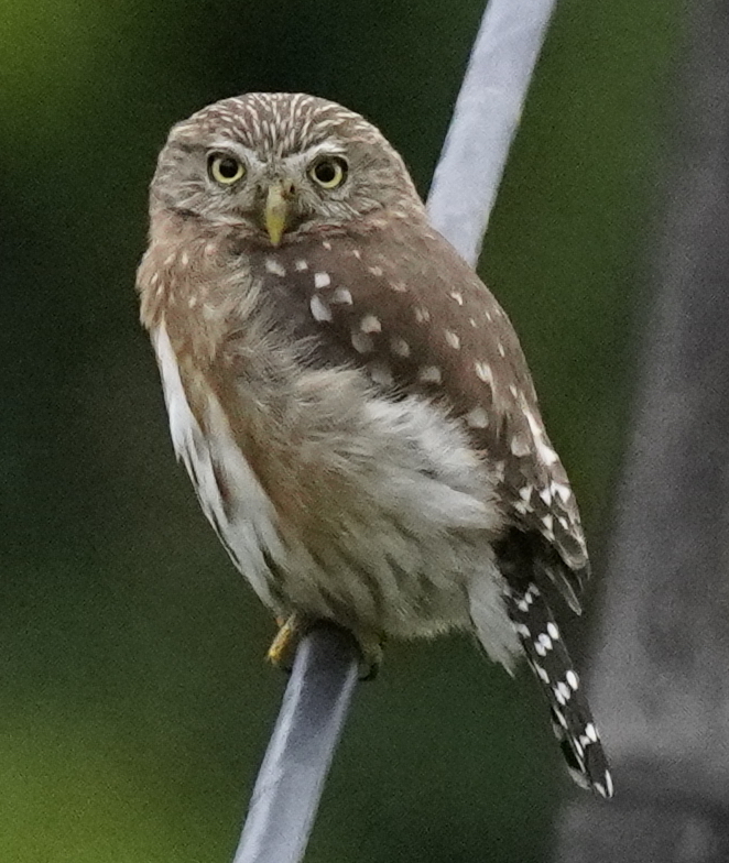 Peruvian Pygmy-Owl photo