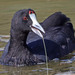 Red-knobbed Coot - Photo (c) Horácio Costa, all rights reserved, uploaded by Horácio Costa