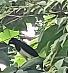 Cyanocorax affinis image