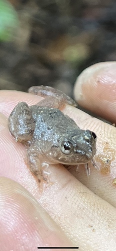 Conraua crassipes