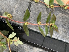 Euphorbia hirta image
