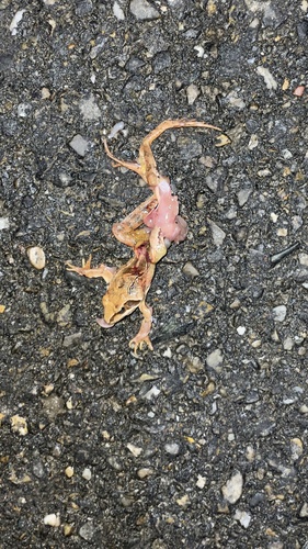 Agile Frog