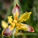 Section Iris - Photo (c) Tanja Knorke, all rights reserved, uploaded by Tanja Knorke