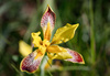 Section Iris - Photo (c) Tanja Knorke, all rights reserved, uploaded by Tanja Knorke