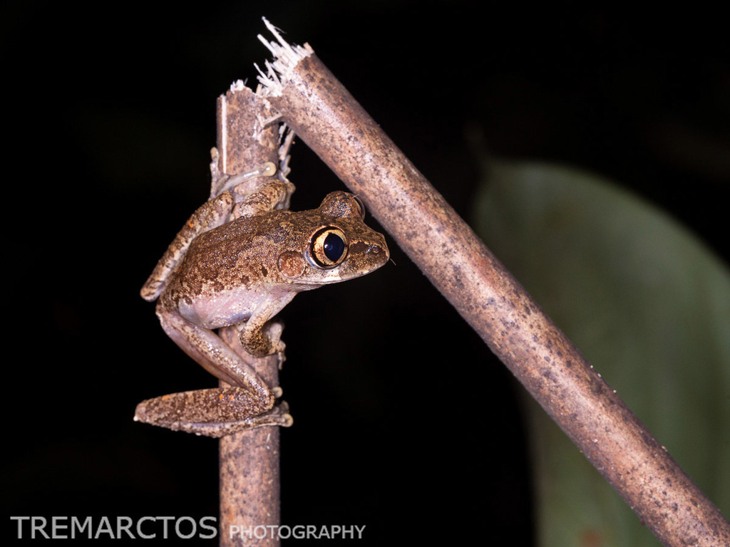 Efulen Forest Tree Frog (Leptopelis calcaratus)