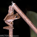 Leptopelis calcaratus - Photo (c) Ben Schweinhart, todos os direitos reservados, uploaded by Ben Schweinhart