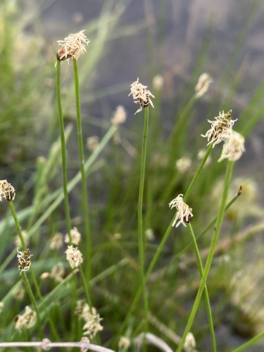 Eleocharis erythropoda