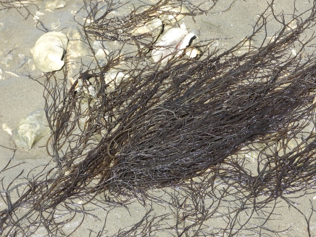 Gracilaria vermiculophylla (Gracilaria vermiculophylla)