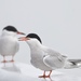 Common Tern - Photo (c) Dimitris S, all rights reserved, uploaded by Dimitris S