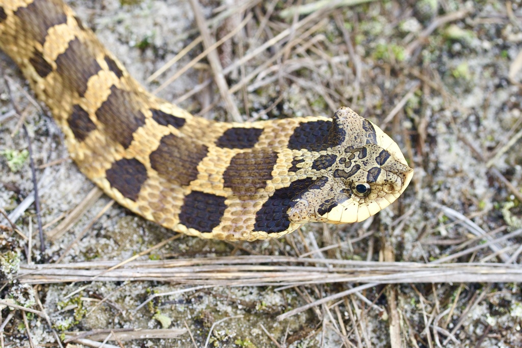 Eastern Hognose Snake - North Carolina