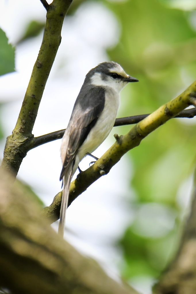 Brown-rumped Minivet photo