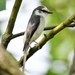 Brown-rumped Minivet - Photo (c) Sam, all rights reserved, uploaded by Sam