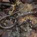 Zaw's Wolf Snake - Photo (c) Scott Trageser, all rights reserved, uploaded by Scott Trageser