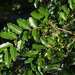 Coriaria arborea arborea - Photo (c) David Lyttle, todos los derechos reservados, subido por David Lyttle