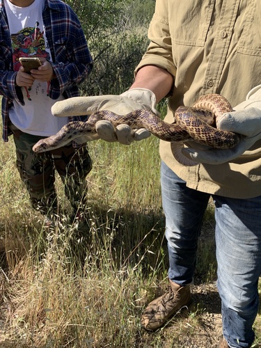 iNaturalist observation photo of Pacific Gopher Snake