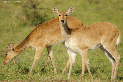 Bohor Reedbuck
