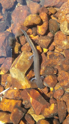 Northern Grotto Salamander