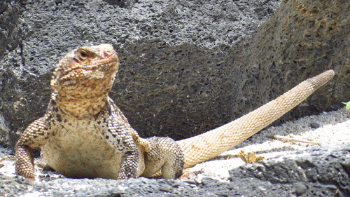 Monserrat Chuckwalla
