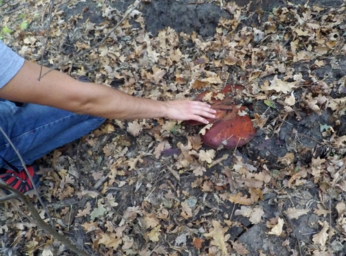 Beefsteak Polypore