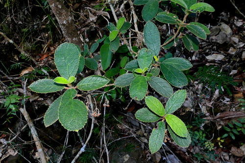 Coronanthera aspera