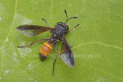 Monoceromyia crocata · iNaturalist