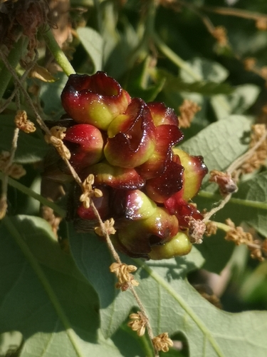 Hedgehog Gall Wasp