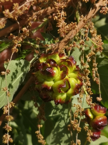 Hedgehog Gall Wasp