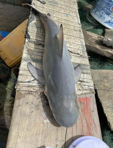 Bull Shark