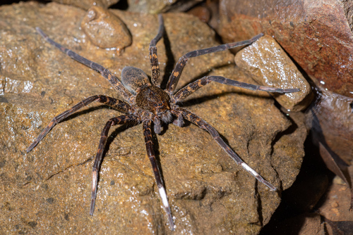 Dolomedes orion · iNaturalist Mexico