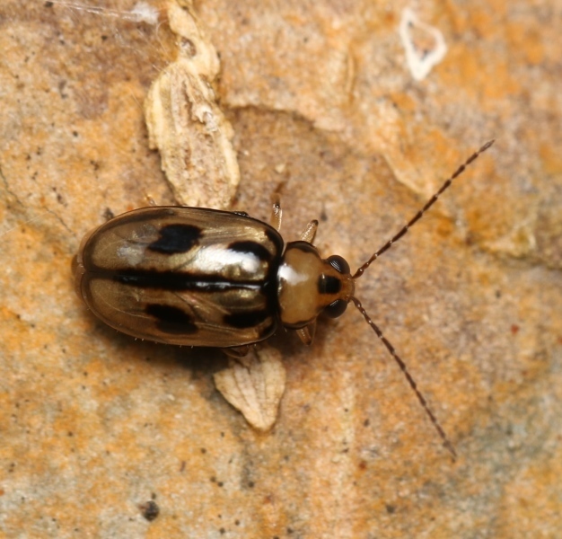 Monolepta scripta from Mannar, Sri Lanka on March 13, 2022 at 08:36 AM ...