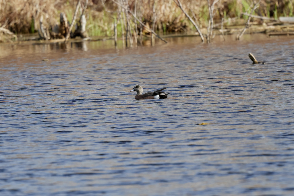 American Wigeon from Camrose County, AB, Canada on May 15, 2022 at 07: ...