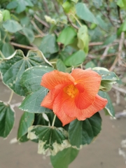 Hibiscus tiliaceus image