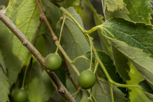 Celtis