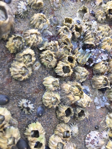 Pacific Acorn Barnacle (Balanus Glandula) · INaturalist