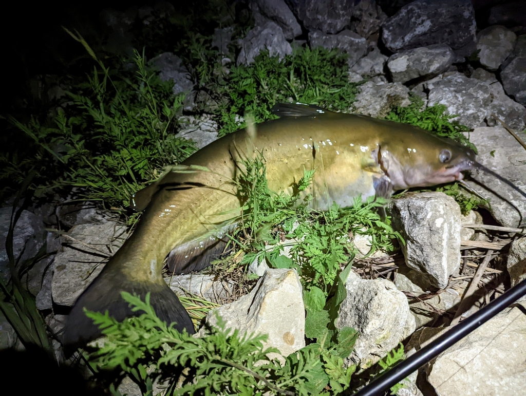 Channel Catfish from Pflugerville, TX, USA on April 23, 2022 at 0914