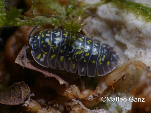 Armadillidium tirolense