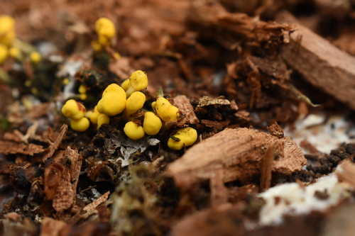 Mitrulinia ushuaiae