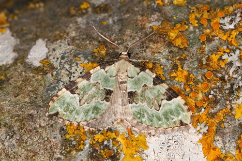 Green Carpet
