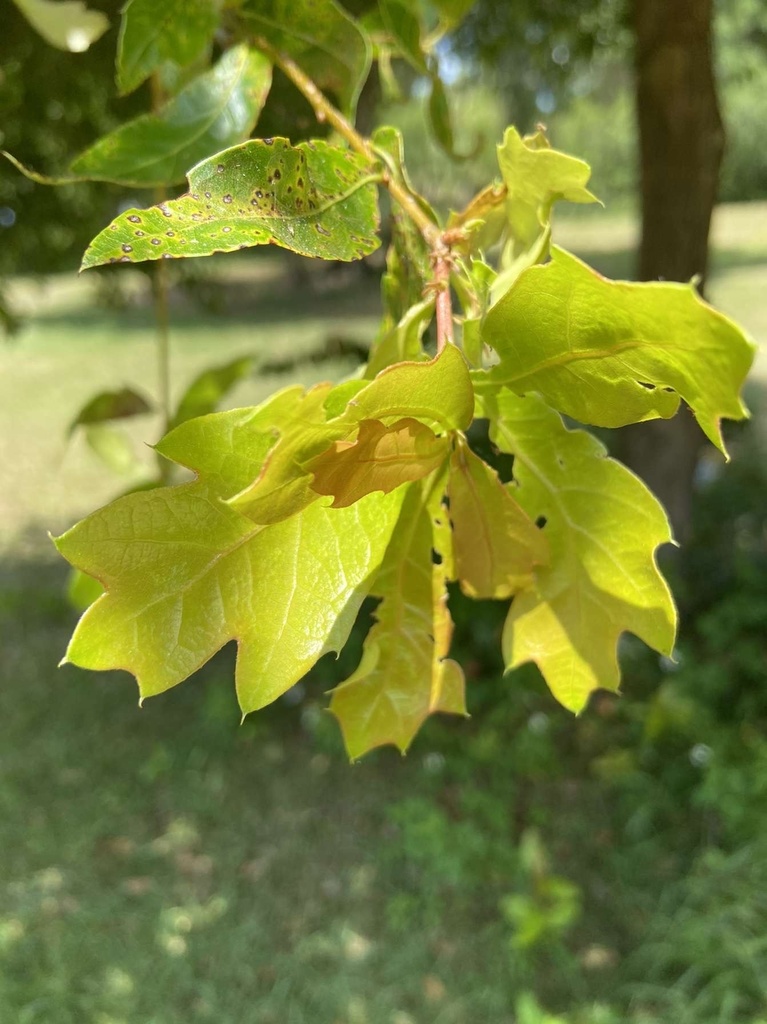 blackjack oak from SW 168th Dr, Archer, FL, US on May 15, 2022 at 0100