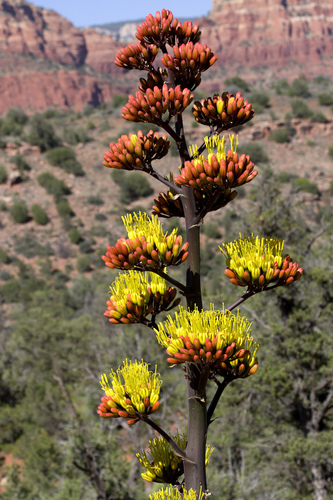 Parry's agave
